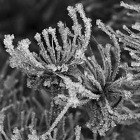 Wintergräser | wintergrasses