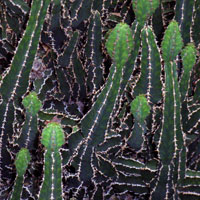 Kakteen - Sukkulenten | cacti - succulents