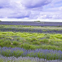 Snowshill Lavender, Snowshill