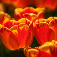 Gönninger Tulpenblüte | Gönningen, Tulips in Bloom