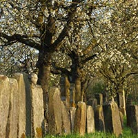 Kirschblüte im jüdischen Friedhof, Hagenbach | Cherry Blossom in the Jewish Cemetery, Hagenbach